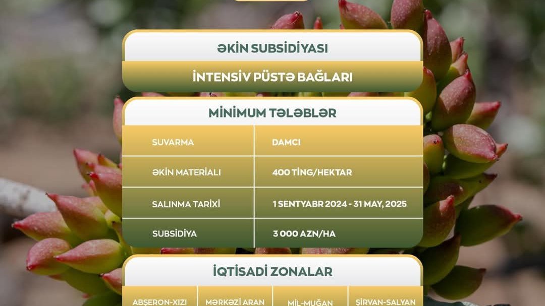 Püstə bağlarının hər hektarına görə fermerlərə 3000 manat birdəfəlik əkin subsidiyası ödəniləcək
