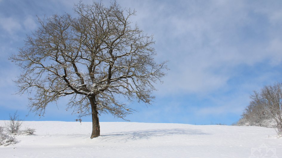 Ağ örpəyə bürünmüş Qubadan görüntülər FOTO