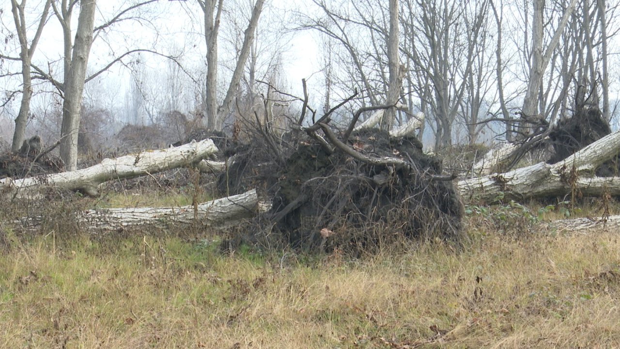 Təbii fəlakətlərin ziyan vurduğu meşələr necə bərpa olunur? Zaqataladan reportaj