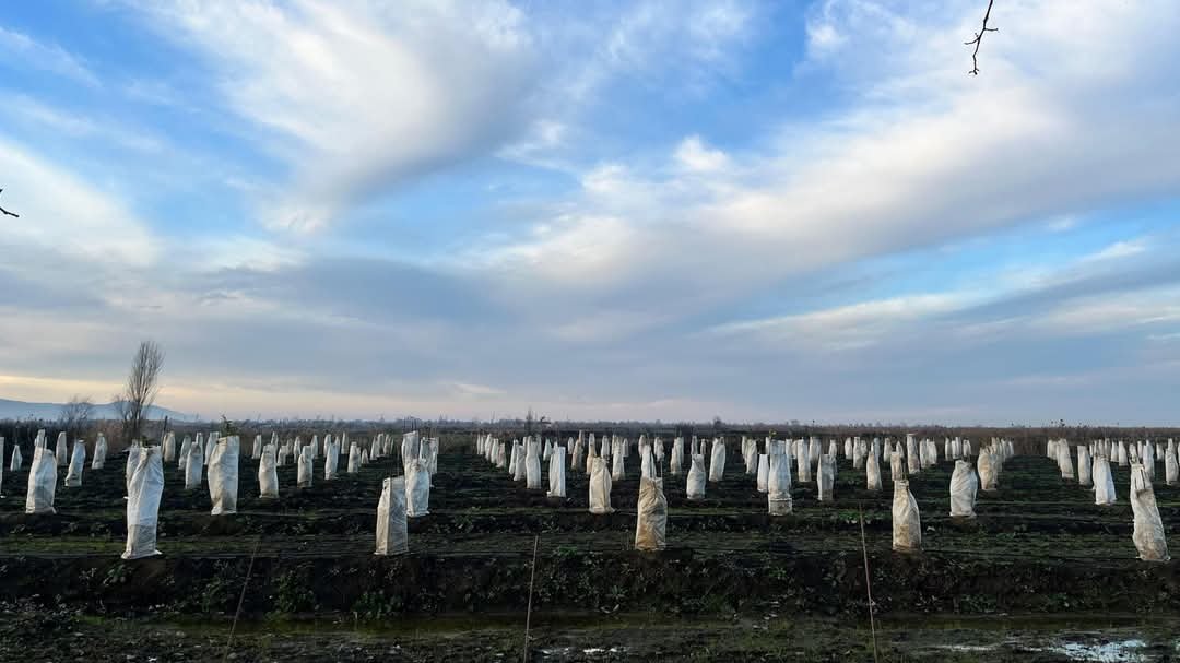 Azərbaycanda limon, naringi və portağal bağı üzrə sığorta ödənişləri edilib