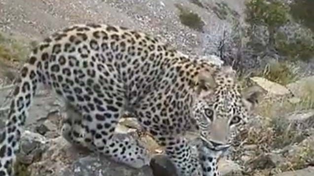 Azərbaycanda bəbirlərin sayı artıb