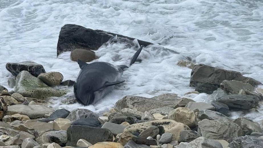 Kerç boğazında mazutun dağılmasından sonra 60-a yaxın ölü delfin tapılıb