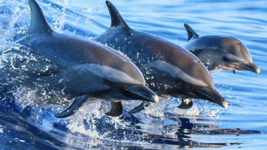 Qara dənizə mazut axıdılması nəticəsində 84 delfin tələf olub