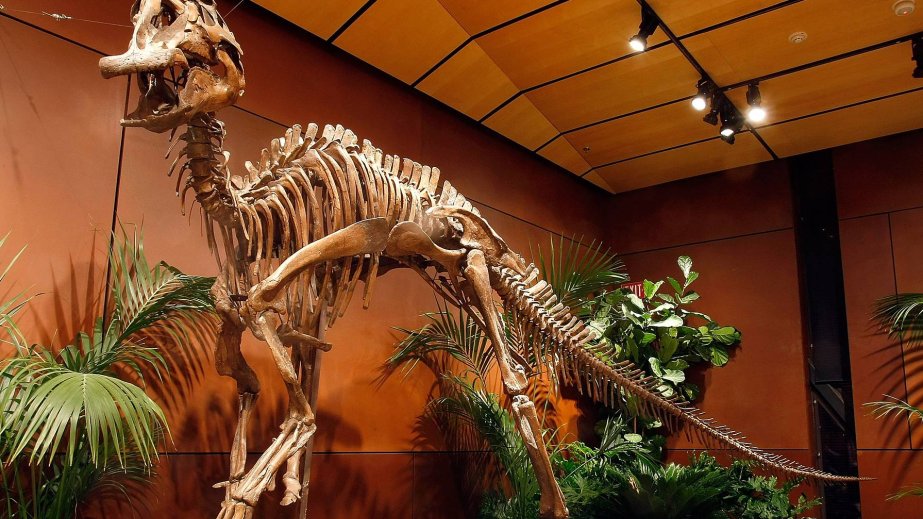 Çin və Kanada alimləri dinozavrların Şimali Amerikadan Asiyaya köçməsi barədə yeni sübutlar tapıblar