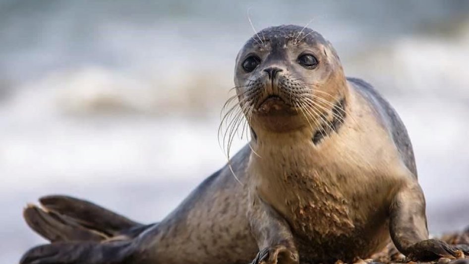 Bu gün Ümumdünya Su Məməlilərinin Mühafizəsi Günüdür