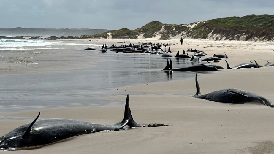 Tasmaniya adasında 150-dən çox delfin sahilə atılıb