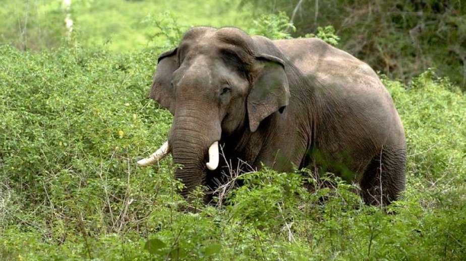 Hindistanda yaşlı cütlük vəhşi fil tərəfindən öldürülüb