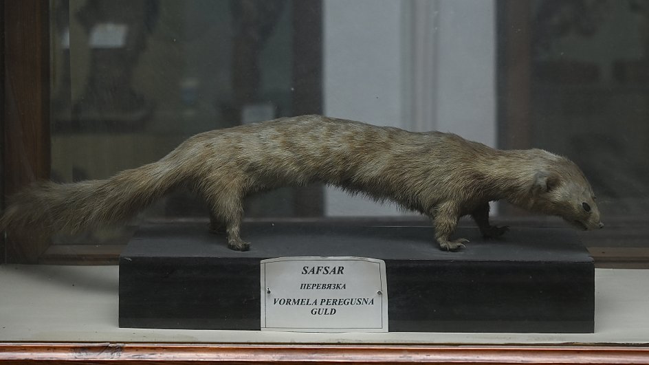 Minilliklərə səyahət – Azərbaycan Təbiət Tarixi Muzeyindən REPORTAJ