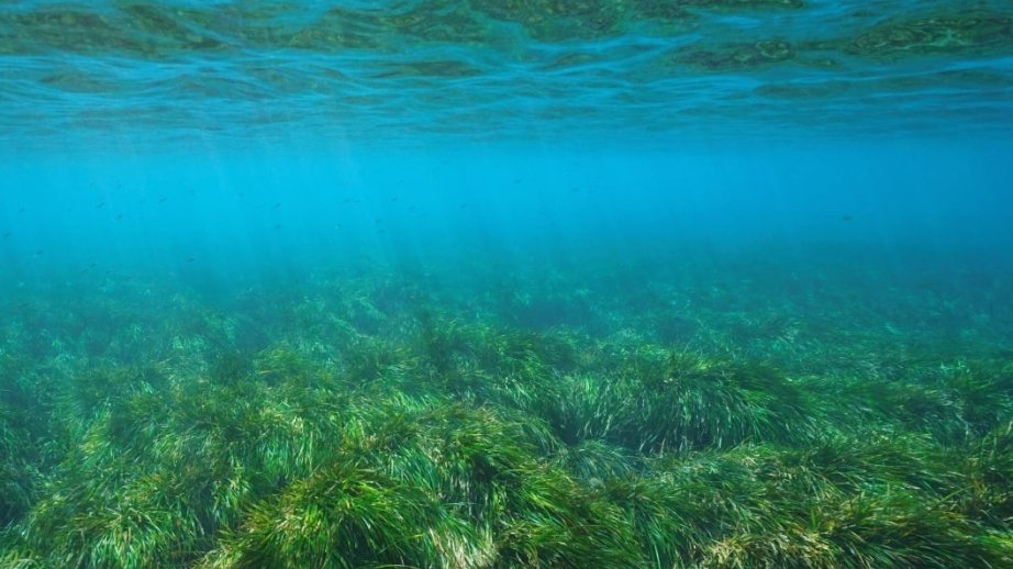 Martın 1-də Ümumdünya Dəniz Otları Günü qeyd olunur