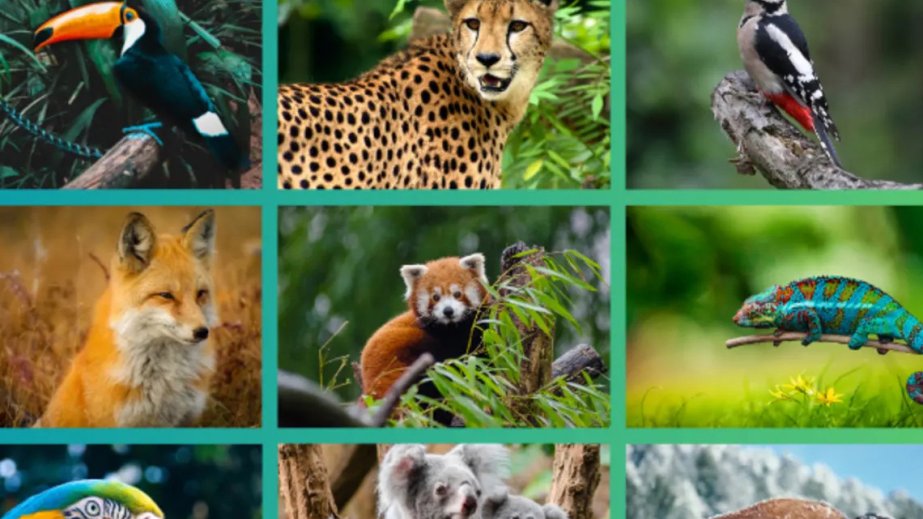 Martın 3-də Ümumdünya Vəhşi Təbiət Günü qeyd olunur