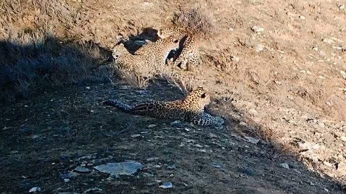 Zəngəzur Milli Parkında beş bəbir kameralara düşdü (VİDEO)