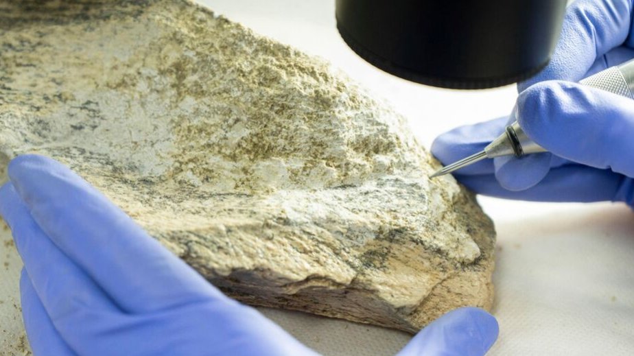 Alimlər: Fil və begemot sümüklərindən hazırlanmış alətlər insan əcdadlarının ixtiraçı bacarığını göstərir