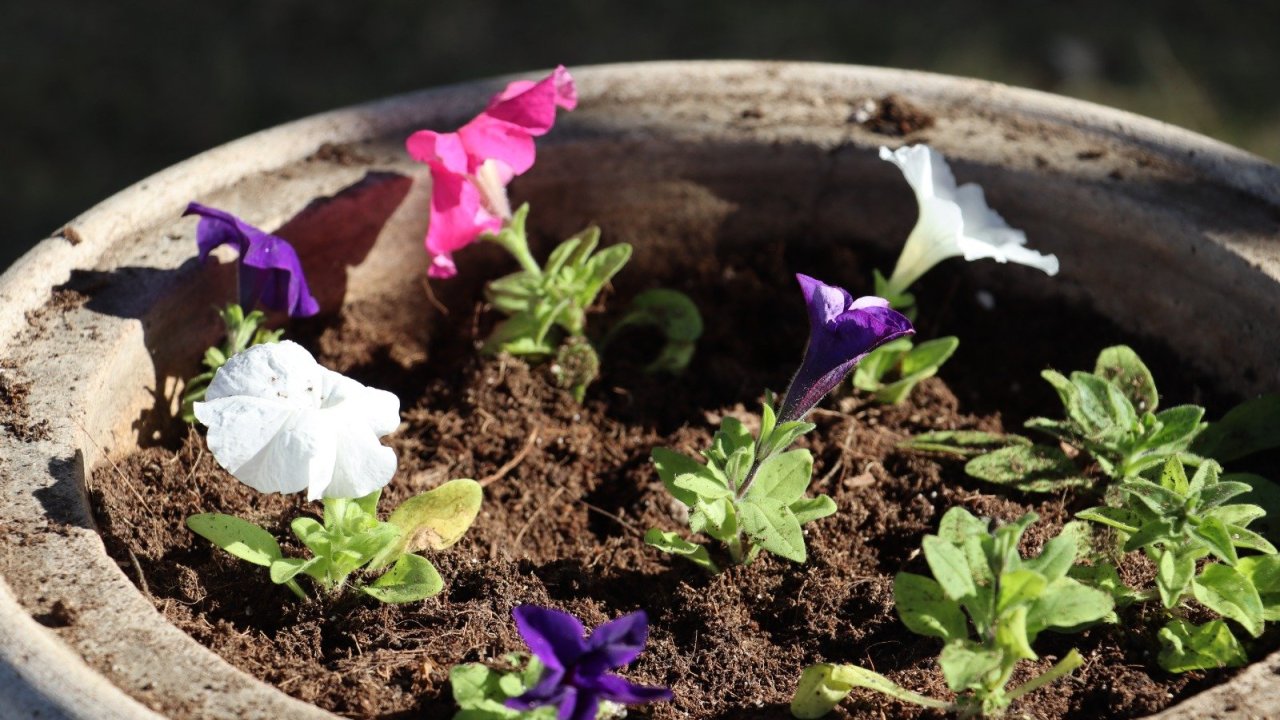 Yaz fəslinin Azərbaycana daxil olacağı saat AÇIQLANDI
