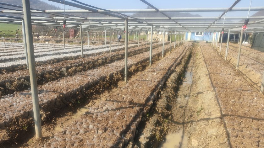 Lənkəranda yeni çay plantasiyaları salınır