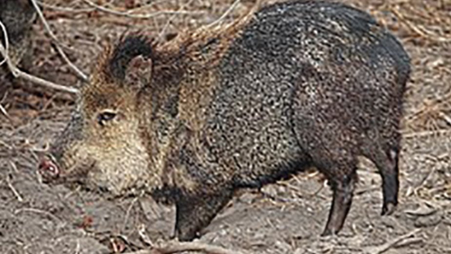 Praqa zooparkında nəsli kəsilməkdə olan heyvan növlərindən balalar doğulub