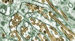 Alimlər bakteriya və mikrobları məhv edən boya icad ediblər