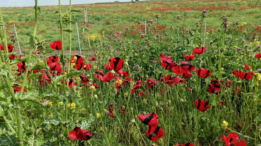 Keçmiş təmas xəttində, minalanmış ərazidən boylanan lalələr FOTO