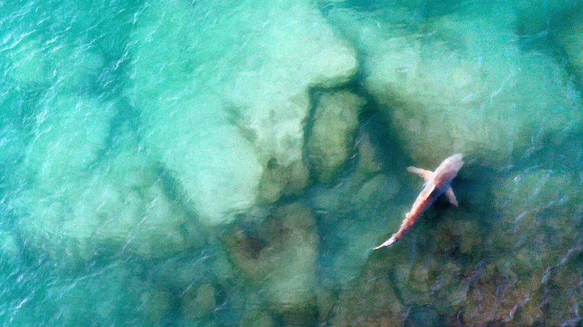 Alimlər Britaniya sahillərində üzən qədim köpəkbalığı növü kəşf ediblər