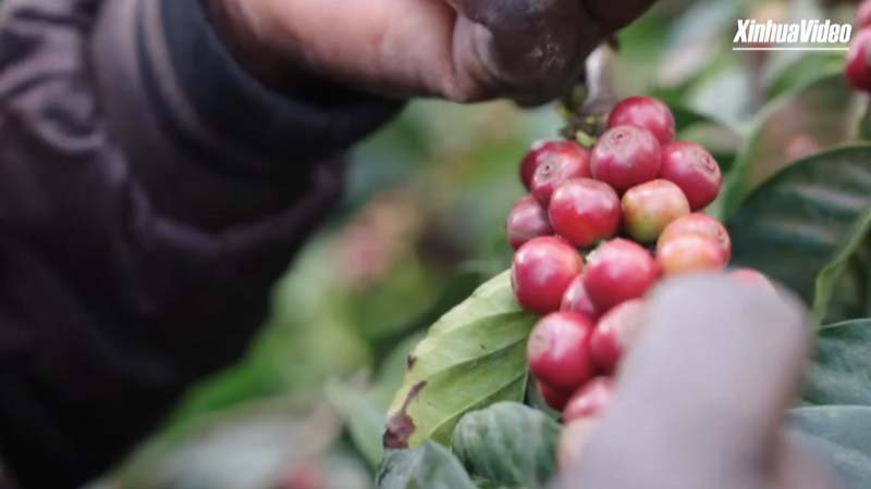 The journey of the coffee bean: Birthplace in Africa