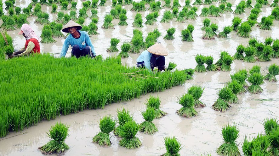 Vietnam among world’s most food-self-sufficient nations: study