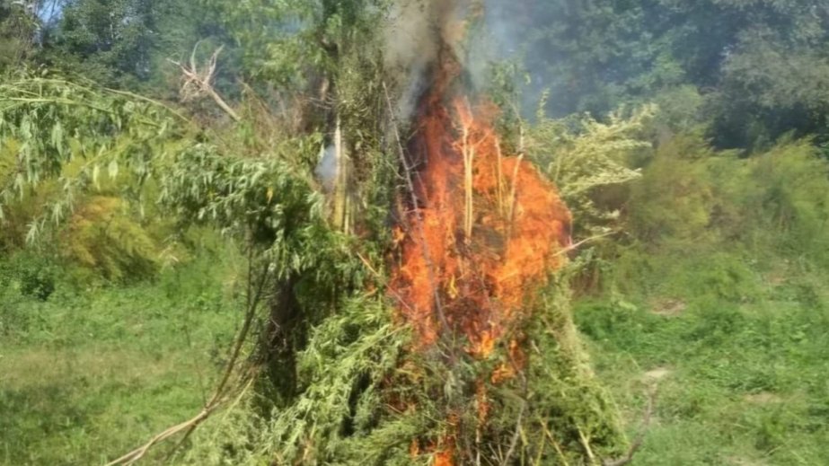 Ağdamda polis 5 ton yabanı çətənə kolu aşkarlayıb