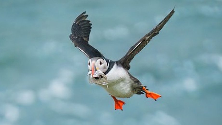 Qarşıdakı yüz ildə 500-dən çox quş növü yoxolma təhlükəsi ilə üzləşə bilər