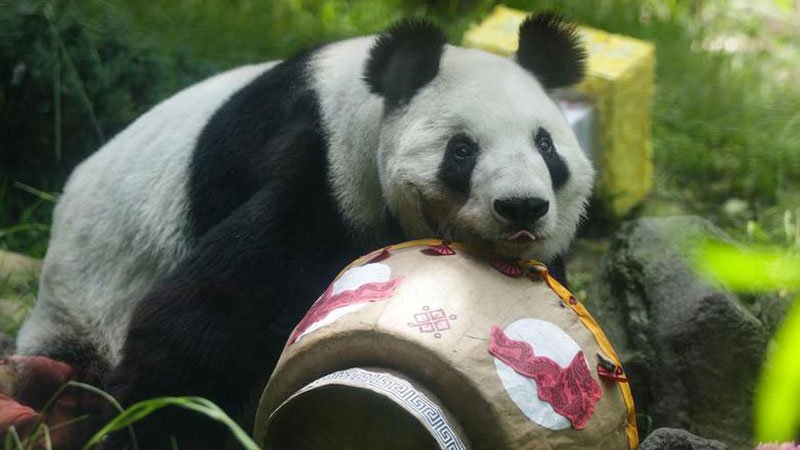 Meksika'da dev panda Xin Xin'in 35’inci doğum günü kutlandı