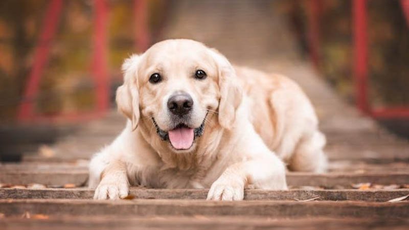 Eğitilmiş köpekler Parkinson hastalığını yüzde 98 doğrulukla tespit etti