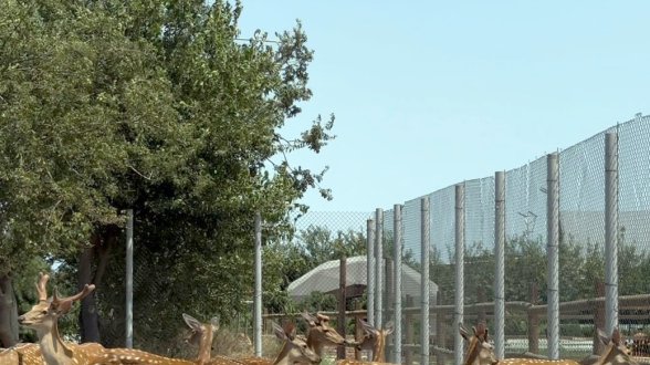 Efforts continue to rescue illegally held wild animals in Azerbaijan