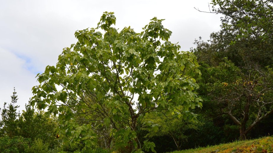 Keniyada əncir ağacları karbon qazını daşa çevirir
