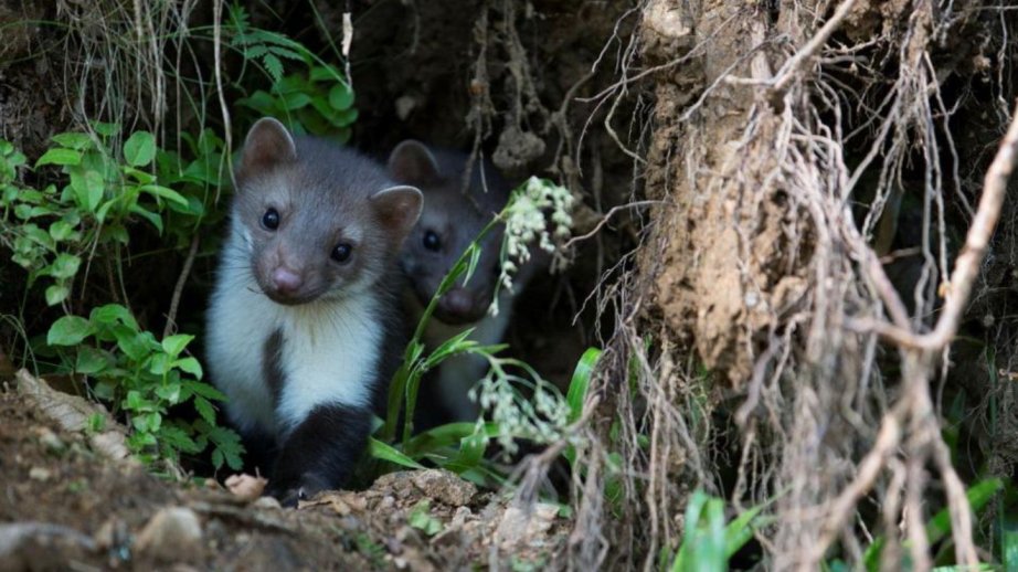 İsveçdə daşlıq dələləri məhv edilir