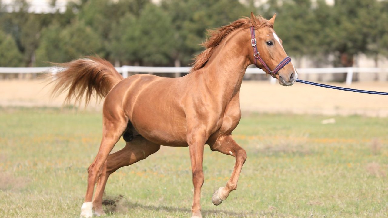 Qarabağ və Dilbaz at cinslərinin genetik xəritəsi hazırlanır