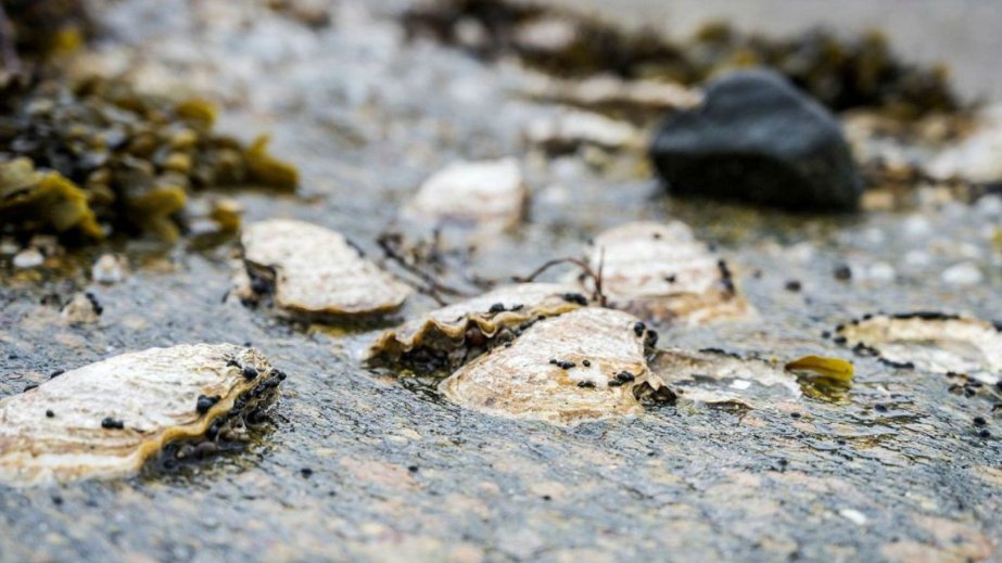 Nəhəng yapon istiridyəsi İsveç sahillərini zəbt edir