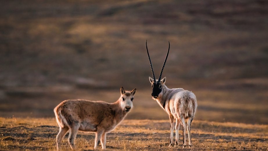 Çin Tibetdə sürüləri izləmək üçün robot-antilopdan istifadə edir