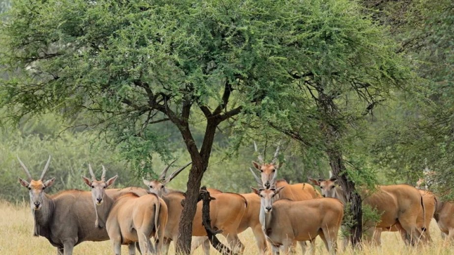 Çində robot antilop canlı antilop sürüsünə daxil edilib