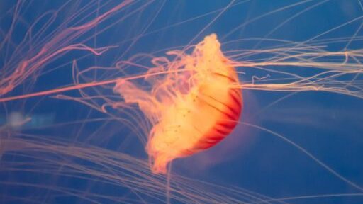 Fransa'da nükleer denizanası alarmı