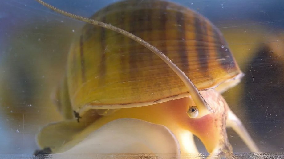 Alimlər alma ilbizlərində insan gözünün bərpasına dair ipucları tapıblar