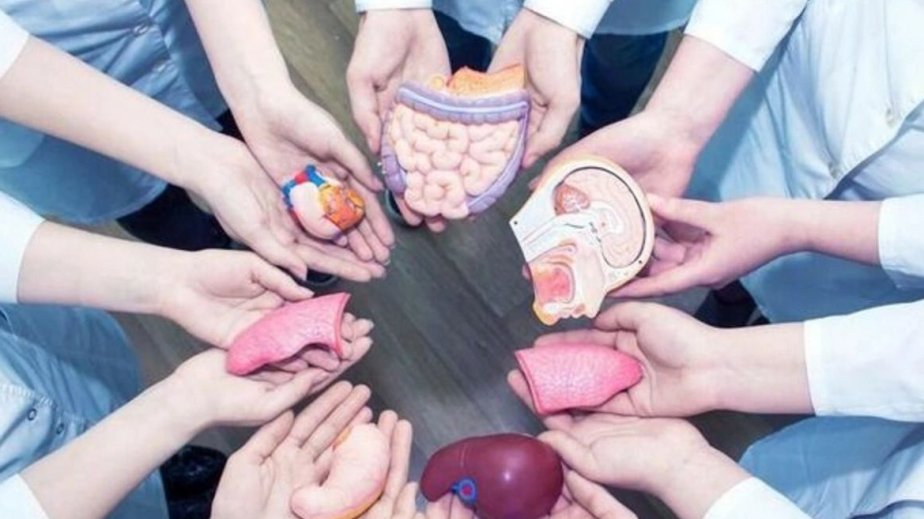 Orqan transplantasiyasında yeni ümid: İmmun hüceyrələrin hədəflənməsi uzunmüddətli sağ qalmanı artıra bilər - ARAŞDIRMA