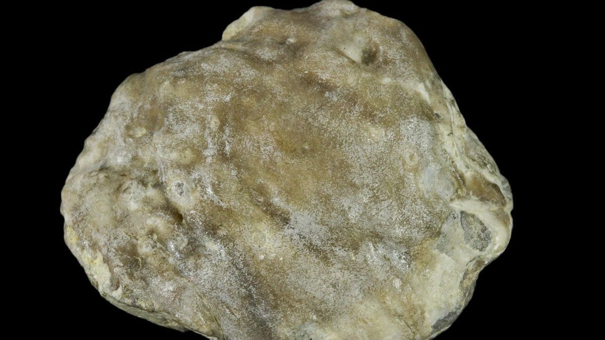 Avustralya'da 100 milyon yıllık fosil inci bulundu