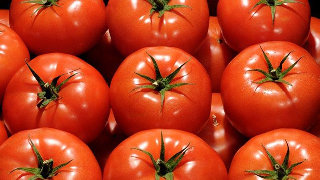 Azərbaycandan xarici bazarlara pomidor ixracı 22,8% artıb
