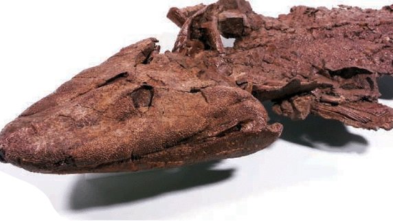 Balıklar karaya 10 milyon yıl daha erken çıkmış olabilir