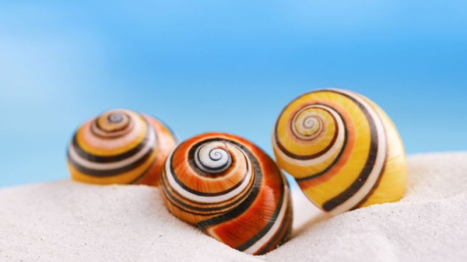 Kubada dünyanın ən gözəl ilbizlərinin xilas edilməsi ilə bağlı missiya başlayıb