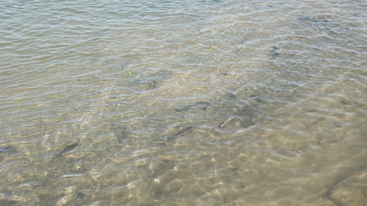 Kürdə balıqların məhv olması faktı ilə bağlı araşdırma aparılır