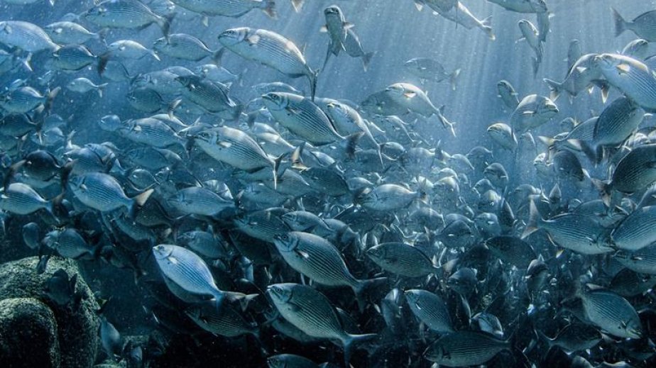 Momentum builds towards marine biodiversity treaty, as experts convene in New York