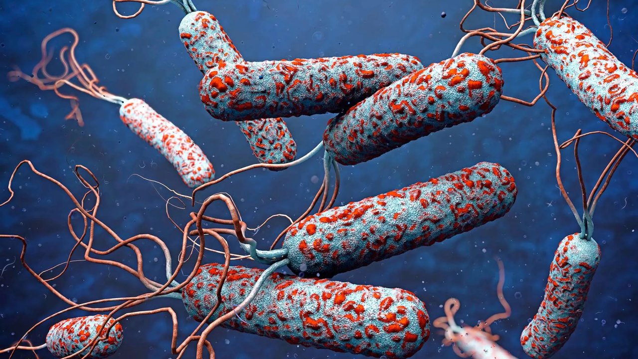 31 ülkede kolera alarmı