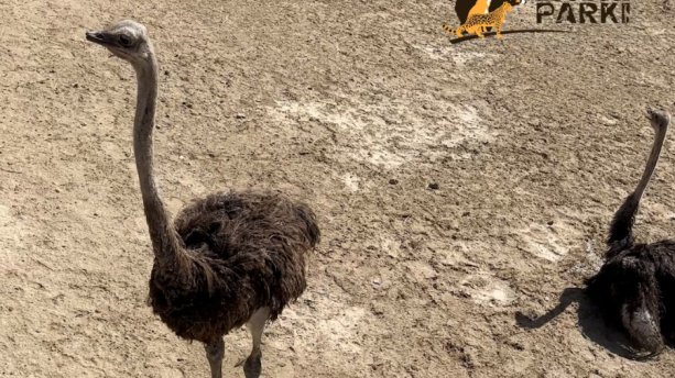 Sumqayıtda 2 dəvəquşu və 13 tutuquşu IDEA tərəfindən xilas edilib (FOTO/VİDEO)