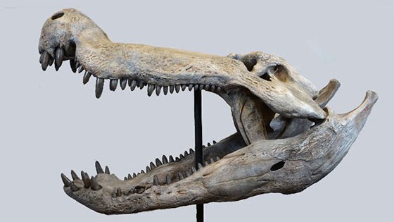 Dinozorlarla beslenen bir timsah keşfedildi