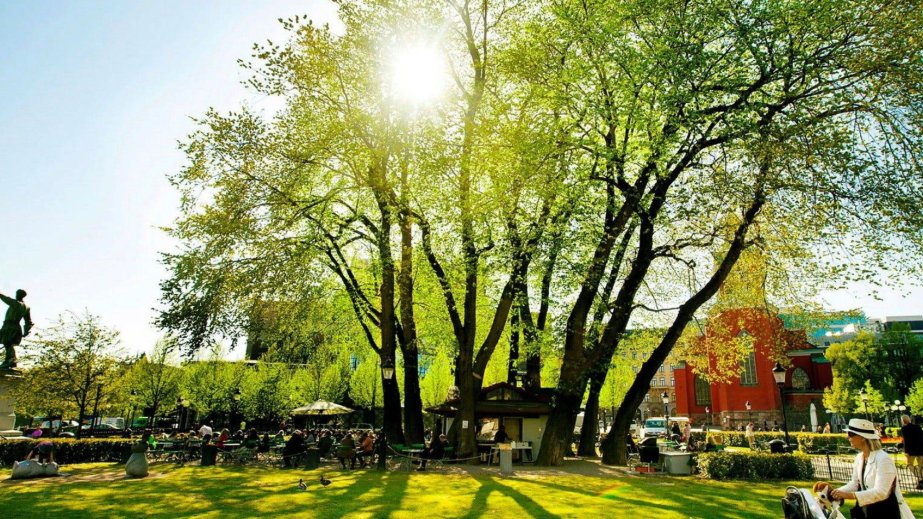 Stokholmda əfsanəvi Kungstredgorden qarağacı kəsiləcək