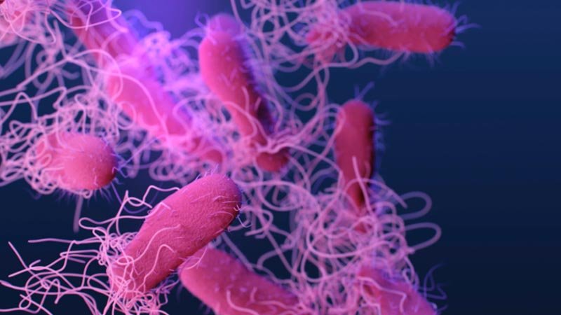 ABD’de salmonella alarmı