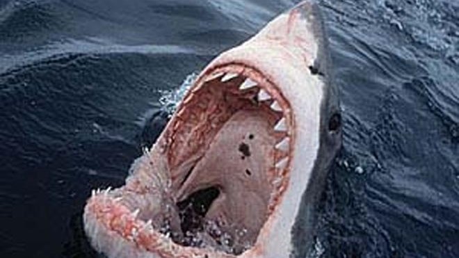 Avstraliya çimərliyində köpəkbalığı bir nəfəri parçalayıb